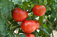 cluster of tomatoes on the vine.